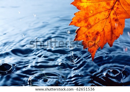 Autumn yellow leaf with drops in the rain on a dark blue background. Under leaf - a pool.