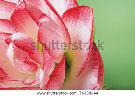 Young pink flower over light green background Closeup