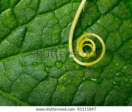 Swirl Leaf