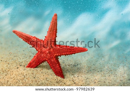 Welcome to the resort. Starfish on the clean golden sand in a welcoming gesture. Underwater. Macro. Copy space.