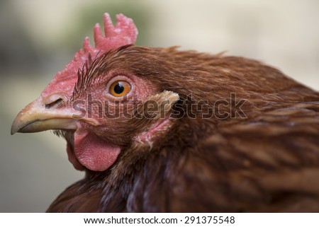 Chicken head with blurred background