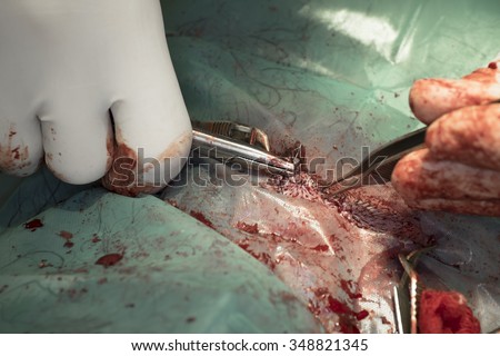 Closing the wound after surgery of a dog by a veterinary surgeon