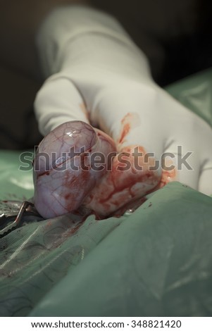 Close up of a testicle during castration of a dog by a veterinary surgeon with focus on testicle