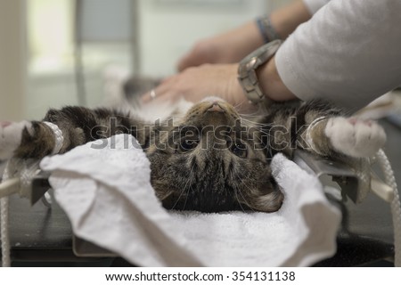 Cat is prepared for surgery by an assistant in a veterinary clinic