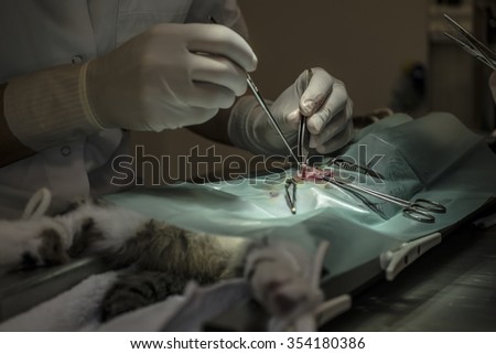 Veterinary surgeon neutering a cat in a veterinary clinic with focus on uterus