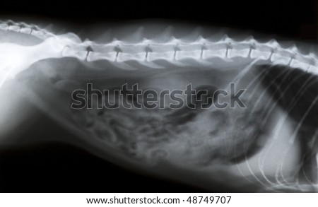 X-ray abdomen cat