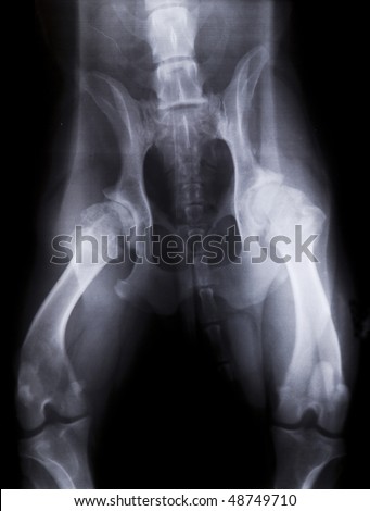 X-ray hip dysplasia dog