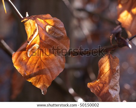 Leaves of the common beech