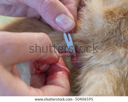 Castration male cat