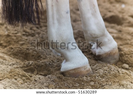 Rear Feet and tail of a horse in the sand