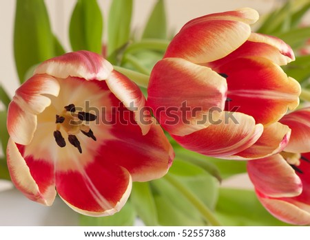 Red white tulips