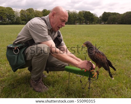 DWINGELOO - JUNE 13: Falconer attached a transmitter to the feet of a falcon to locate the animal when he\'s lost June 13, 2010 in Dwingeloo, the Netherlands.
