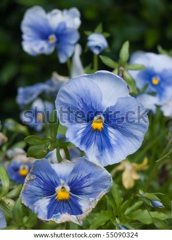 blue violas