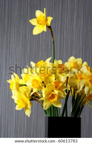 Yellow spring daffodils in a vase on a gray background. One of them is Standing Out From The Crowd...