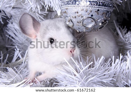 Chinchilla Tree