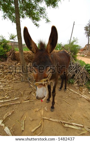 Chinese Donkey in north china rural country