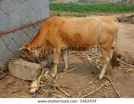 yellow cow\'s life in rural country of China
