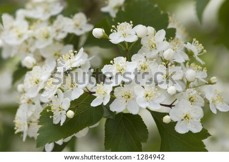 hawthorn tree tattoo. using hawthorne tree picture Side effects and may tree every shepherd