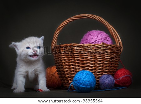 The British kitten and basket with balls of threads