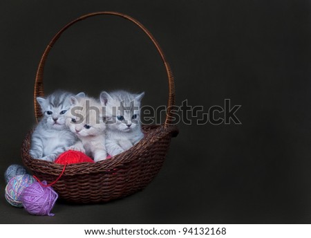 The British marble kitten in a basket with balls
