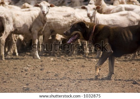 An Australian Kelpie sheep dog works the sheep in the yard.