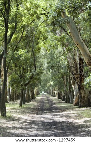 A long, tree-lined driveway of a country residence.