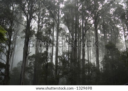 Very tall trees reach staright up through the mist to the sunlight at the canopy.