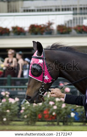 A racing horse pretty in pink prior to the big race.
