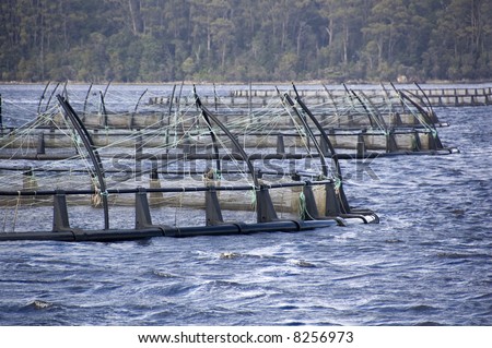 Floating nets of a salmon farm in a natural bay