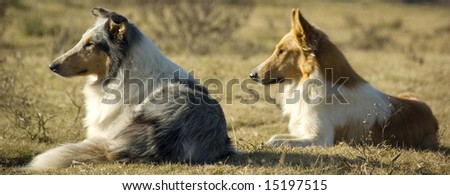 Two collie dogs watching the sunset on a farm