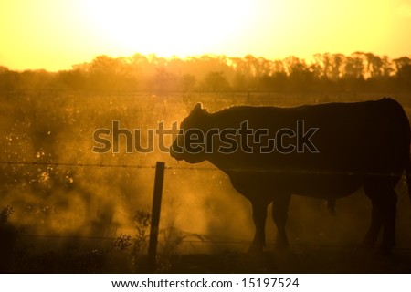 A bull navigates a dusty paddock at sunset