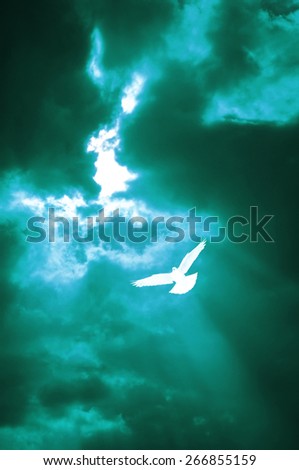 white pigeon of peace flying over a sky with divine light
