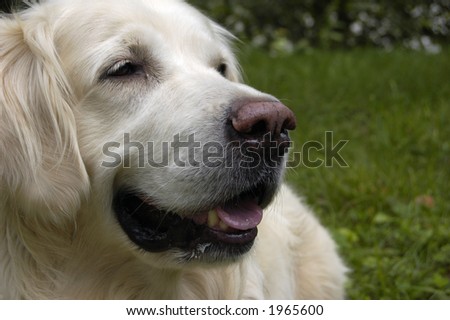 close up of the face of a golden retriever dog lying in grass