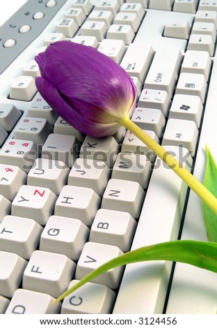 a violet tulip flower lying on a keyboard