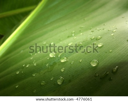 extreme close up of drops of water on a canna leaf