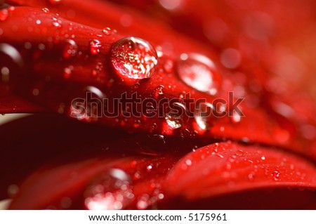 macro of water drops on petals of a red gerber flower
