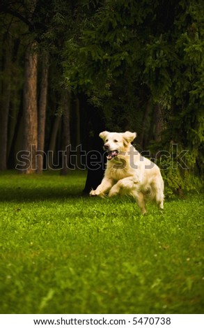 happy golden retriever dog running in the grass