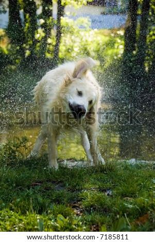 golden retriever dog shaking off water after bath in the river