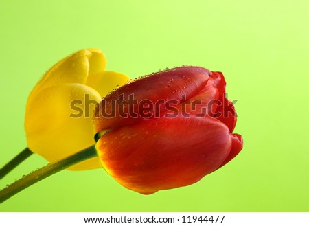 close-up detail of a red and yellow tulip flowers covered with water drops