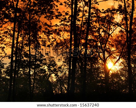 warm sunset behind trees in silhouette