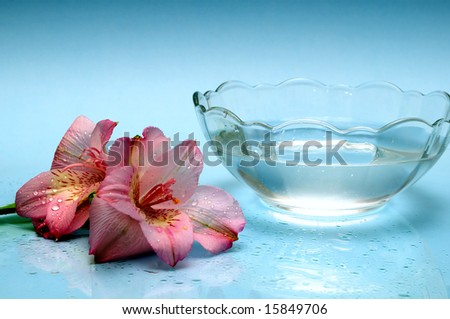 bowl of water with pink flowers on a blue background