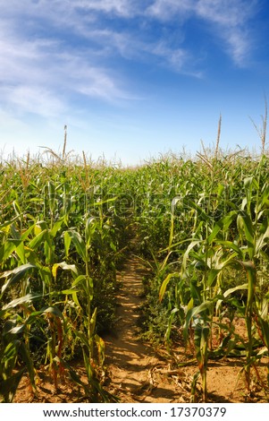 field of corn as symbol of prosperity and growth