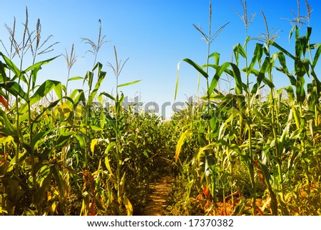 field of corn in a sunny summer day, symbol of prosperity and growth