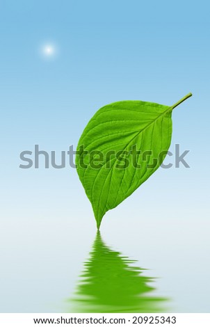 green leaf standing on a pool of water with ripples