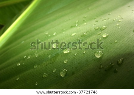 extreme close up of drops of water on a tropical leaf