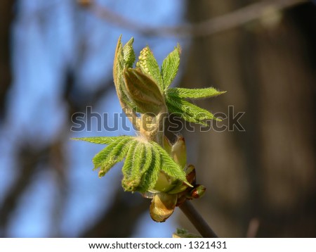 Chestnut new leaves