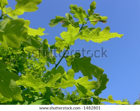 Oak leaves over a blue sky