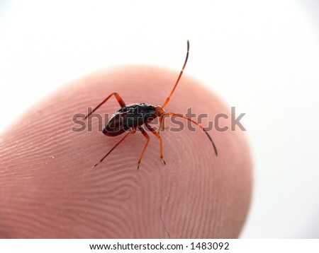 Tiny bug on finger-tip