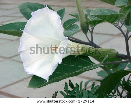 Angel Trumpet Flower on Datura  Angel Trumpet  Flower Stock Photo 1729114   Shutterstock