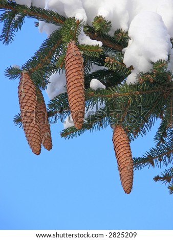 Fir branch with three cones under the snow